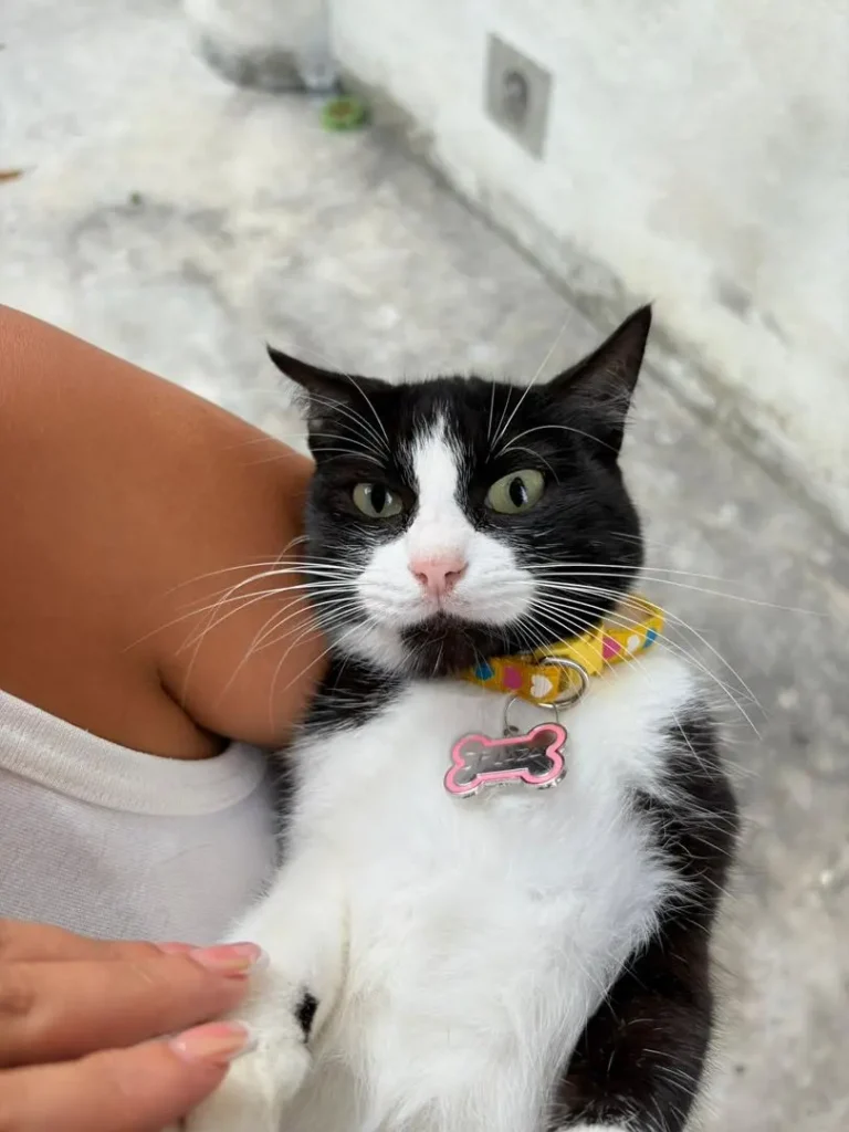 RAFAELITA