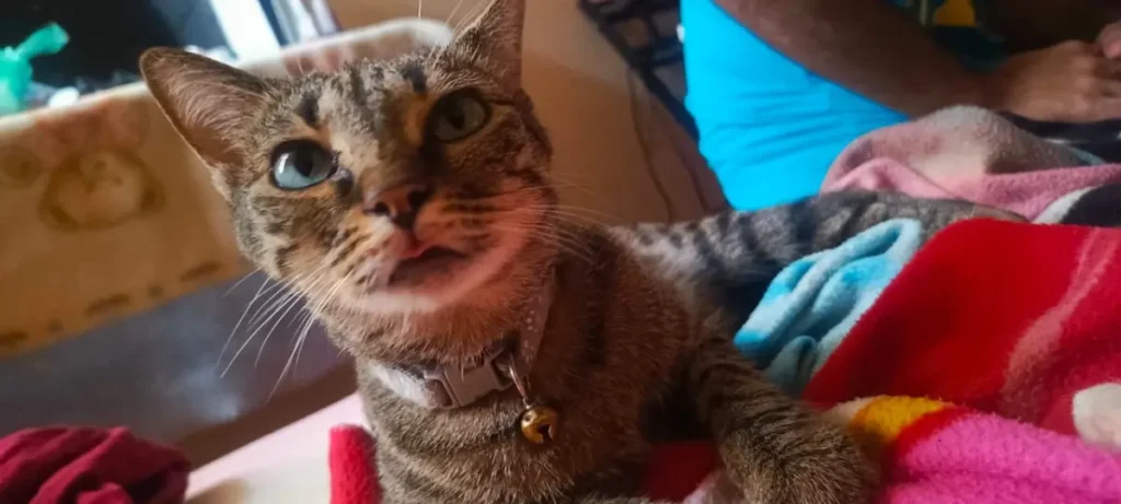 Mimi