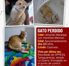 Perro perdido en La Guaira