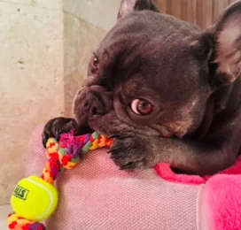 Perro Bulldog Francés perdido en La Guaira