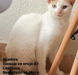perdido en La Guaira