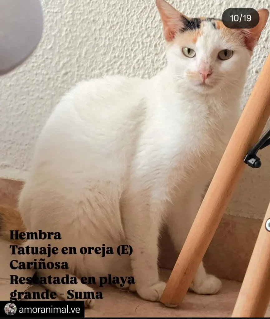 Mascota perdido