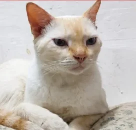 Gato perdido en La Guaira