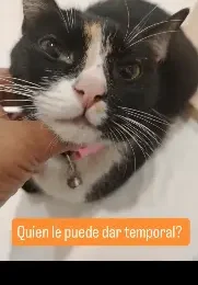 Gato encontrado