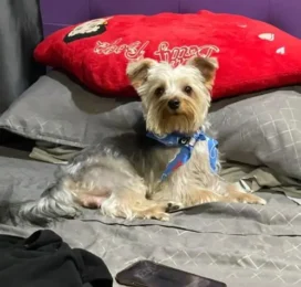 Perro Yorkshire Terrier perdido en La Guaira