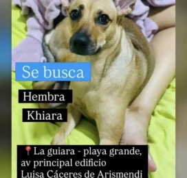 Perro perdido en La Guaira
