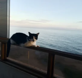 Gato perdido en La Guaira