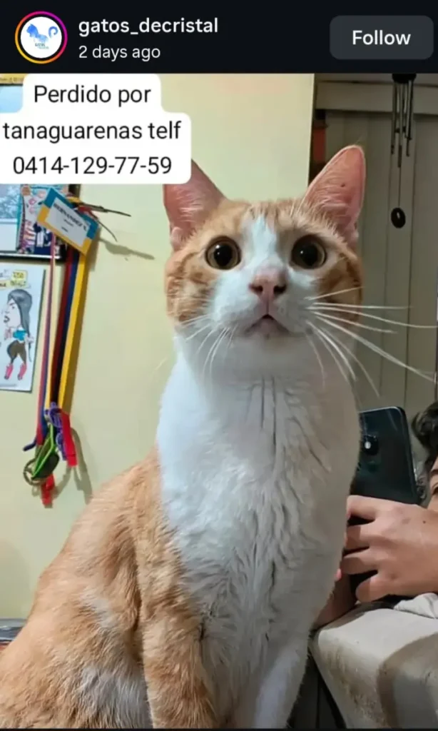 Gato perdido