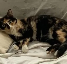 Gato perdido en La Guaira