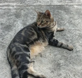 Gato perdido en Miranda