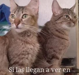 Gato perdido en La Guaira