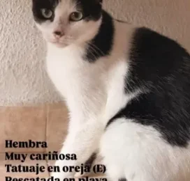 Gato encontrado en La Guaira