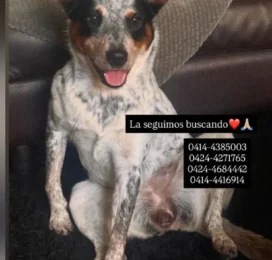 Perro Mestizo perdido