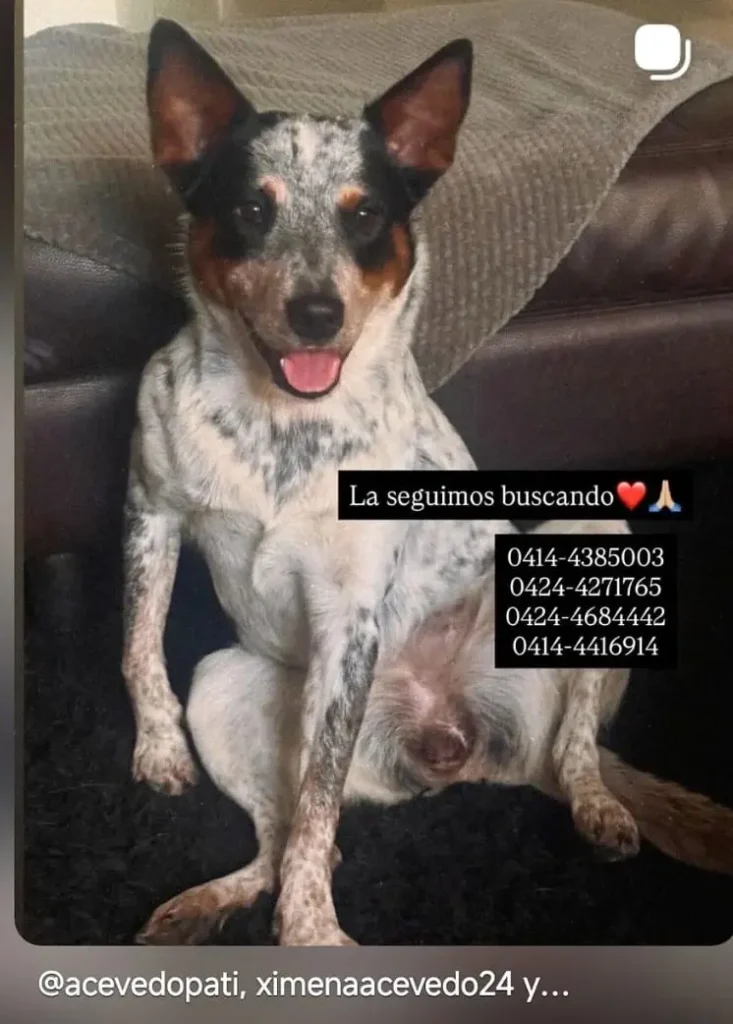 Perro perdido