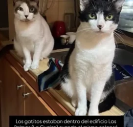 Gato perdido
