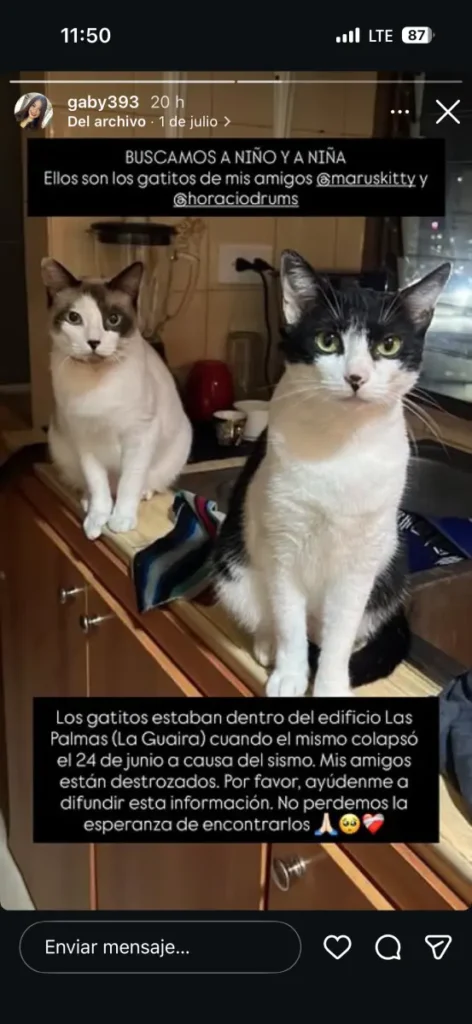 Gato perdido