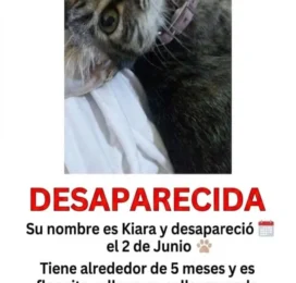Perro perdido en Carabobo