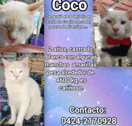 Gato perdido en La Guaira
