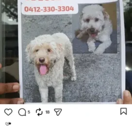 Perro Poodle (Caniche) encontrado en Distrito Capital