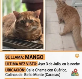 Gato perdido en Distrito Capital