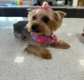Perro Yorkshire Terrier perdido en La Guaira