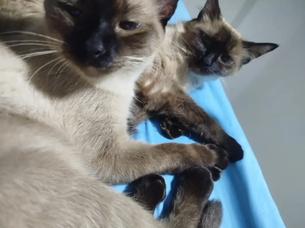 Son dos gatitos Katty y luna