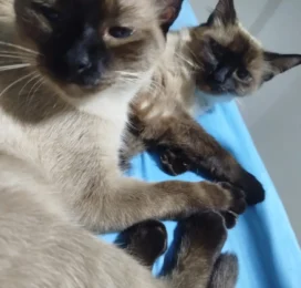 Gato Siamés perdido en La Guaira