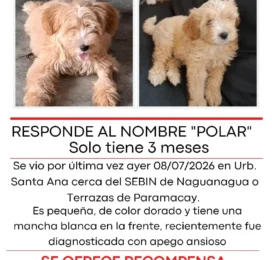 Perro Poodle (Caniche) perdido en Carabobo