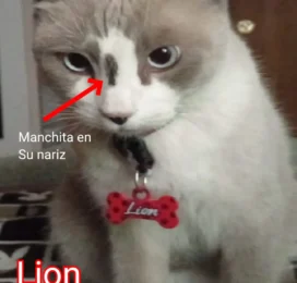 Gato Ragdoll perdido en Aragua