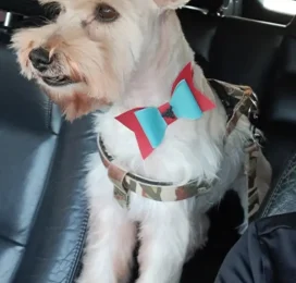 Perro Schnauzer perdido en La Guaira