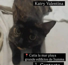 Gato perdido en La Guaira