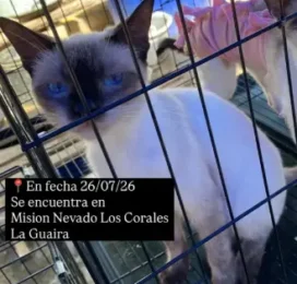 Gato Siamés encontrado
