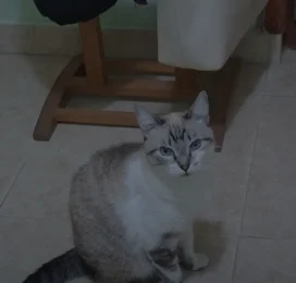 Perro perdido en Carabobo
