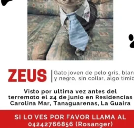 Gato perdido en La Guaira