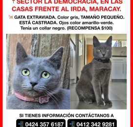 Perro perdido en Aragua