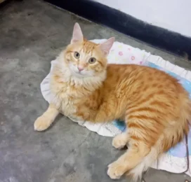 Gato perdido en La Guaira