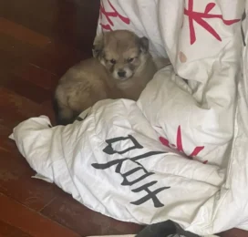 Perro Mestizo perdido en La Guaira