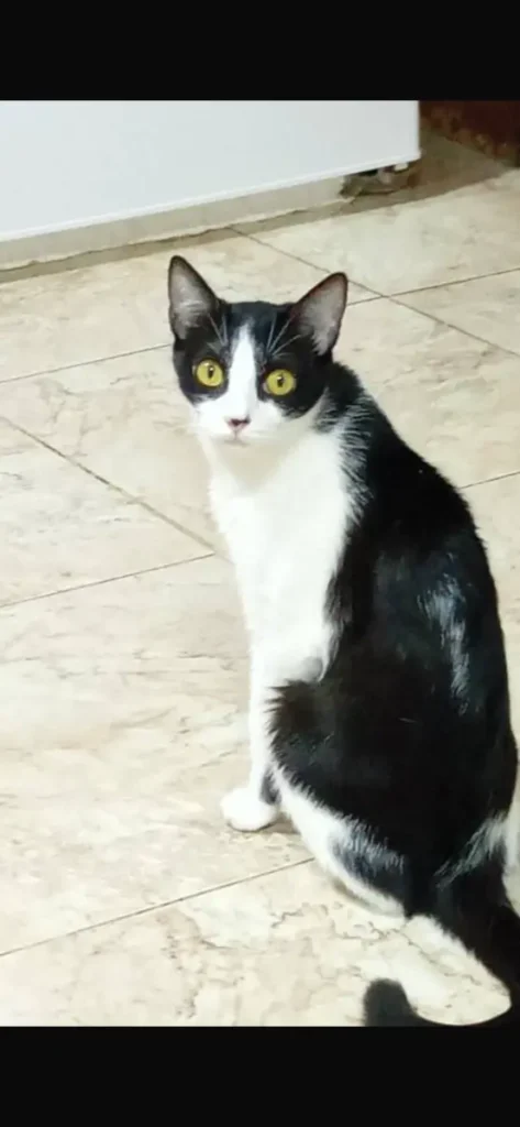 Sisi