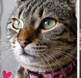 Gato perdido en La Guaira