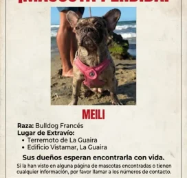 Gato encontrado en La Guaira
