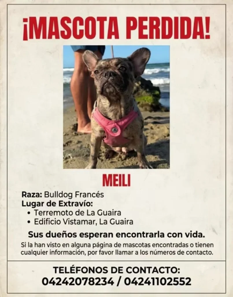 Gato encontrado