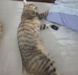 Gato perdido en La Guaira