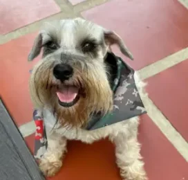 Perro Schnauzer perdido en La Guaira