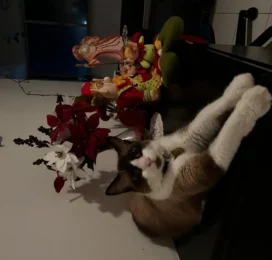 Gato perdido en La Guaira