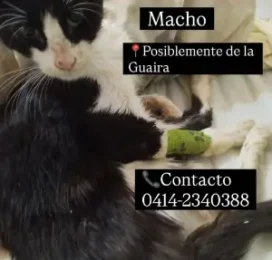 Gato encontrado