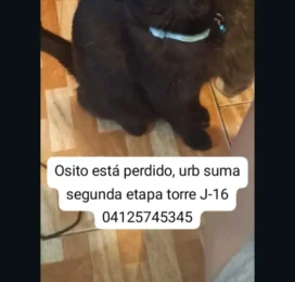 Perro perdido en La Guaira