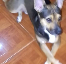 Perro Mestizo perdido en La Guaira