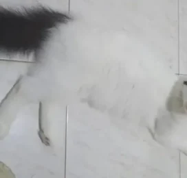Gato Mestizo perdido en La Guaira