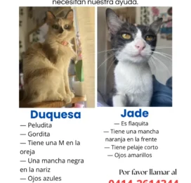 Gato Siamés perdido en La Guaira