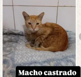 Gato Mestizo encontrado